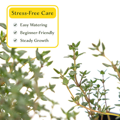 2 Garden Thyme Plants in 3.5” Cubes | Aromatic Evergreen Culinary Herb with Earthy Flavor for Cooking, Landscaping & Pots (Thymus vulgaris)