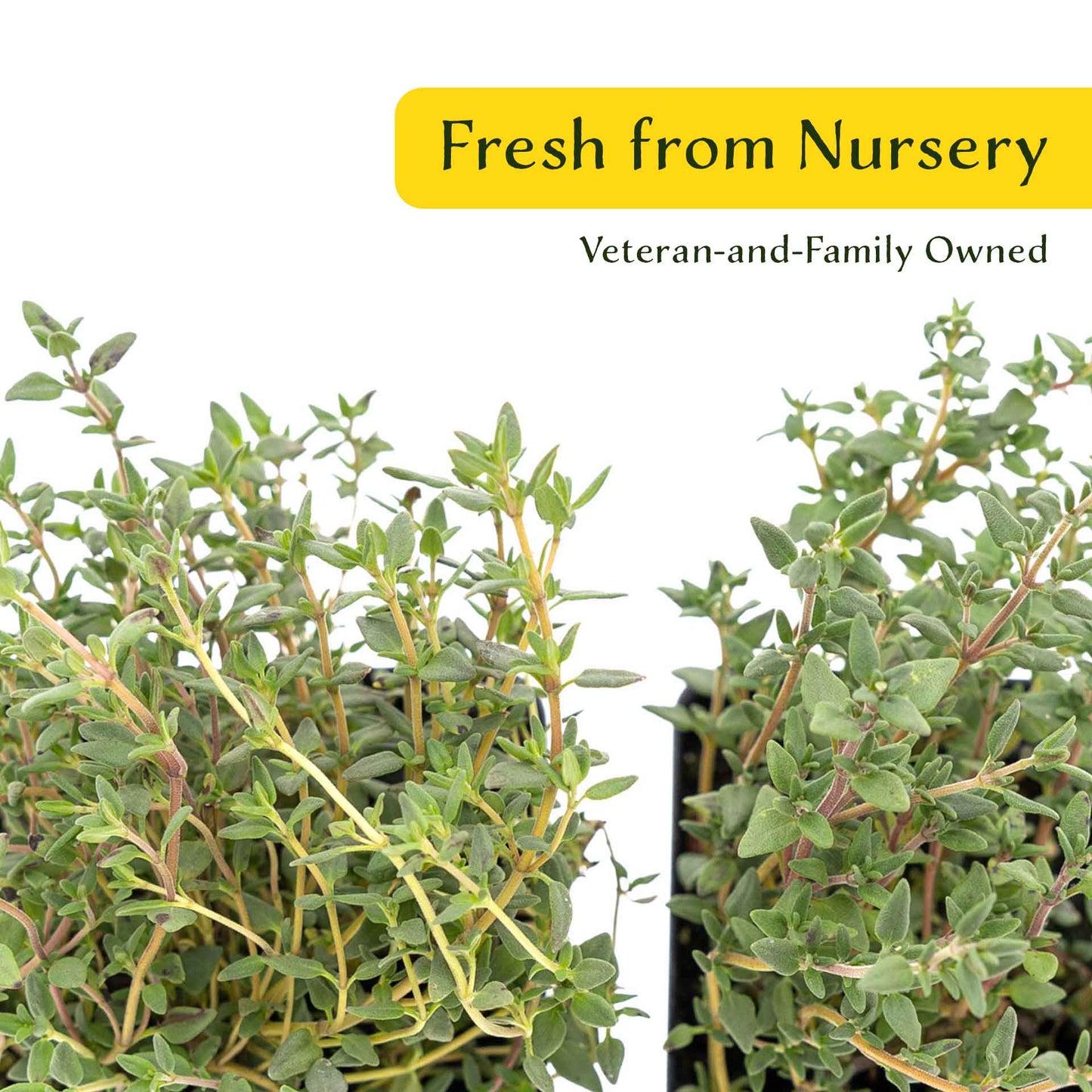 2 Garden Thyme Plants in 3.5” Cubes | Aromatic Evergreen Culinary Herb with Earthy Flavor for Cooking, Landscaping & Pots (Thymus vulgaris)