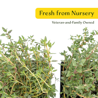 2 Garden Thyme Plants in 3.5” Cubes | Aromatic Evergreen Culinary Herb with Earthy Flavor for Cooking, Landscaping & Pots (Thymus vulgaris)