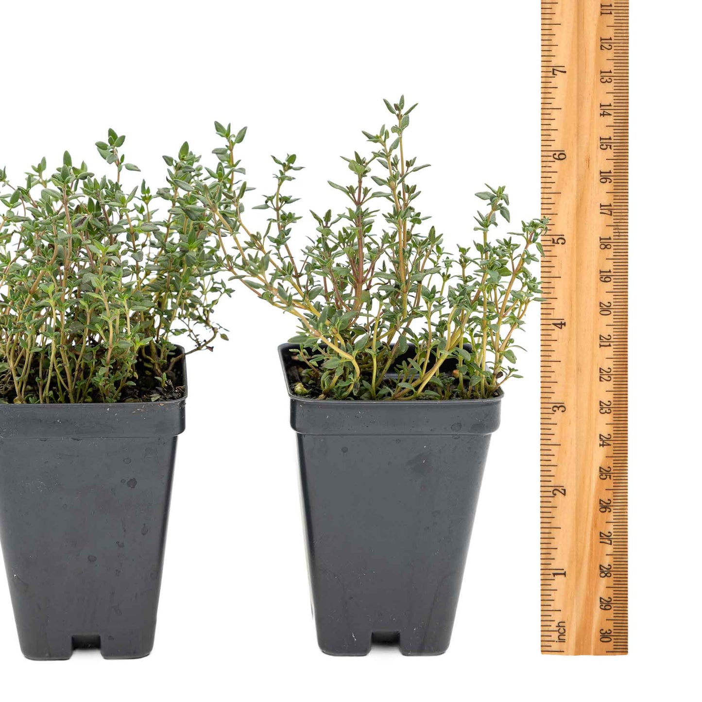 2 Garden Thyme Plants in 3.5” Cubes | Aromatic Evergreen Culinary Herb with Earthy Flavor for Cooking, Landscaping & Pots (Thymus vulgaris)