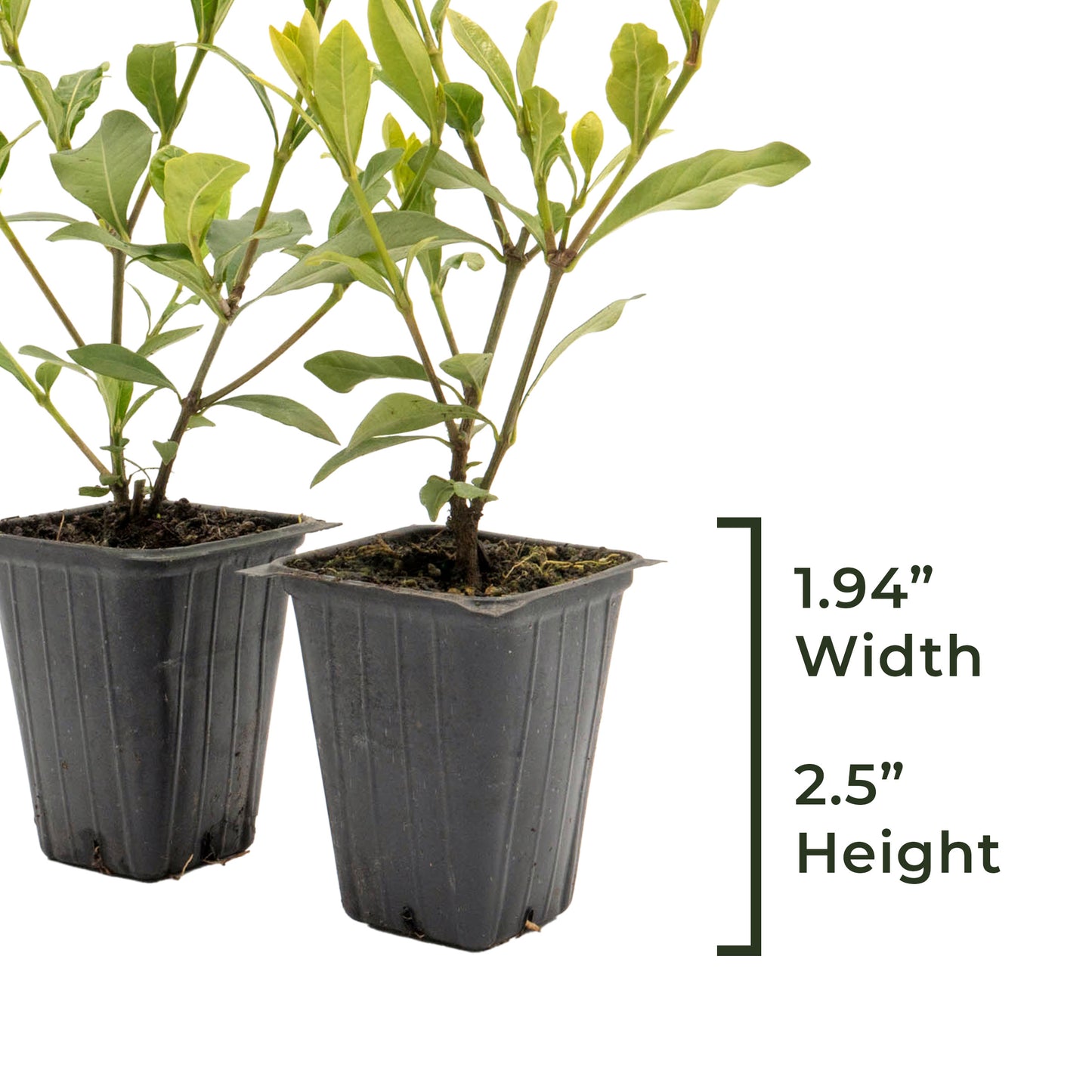 White Gardenia | Live Plant in 2.5 Inch Nursery Cube | Jasminoides ‘Veitchii’