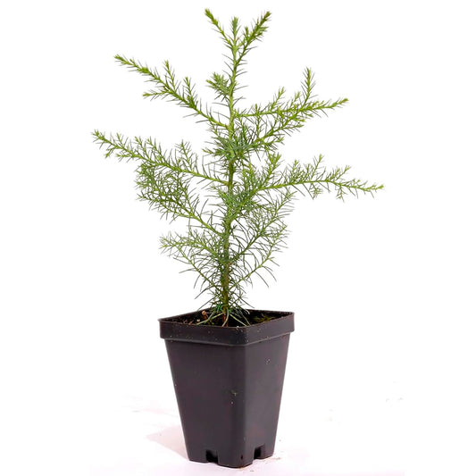 Giant Sequoia Tree | Live Sapling in 2.5 Inch Nursery Cube | Sequoia Gigantea
