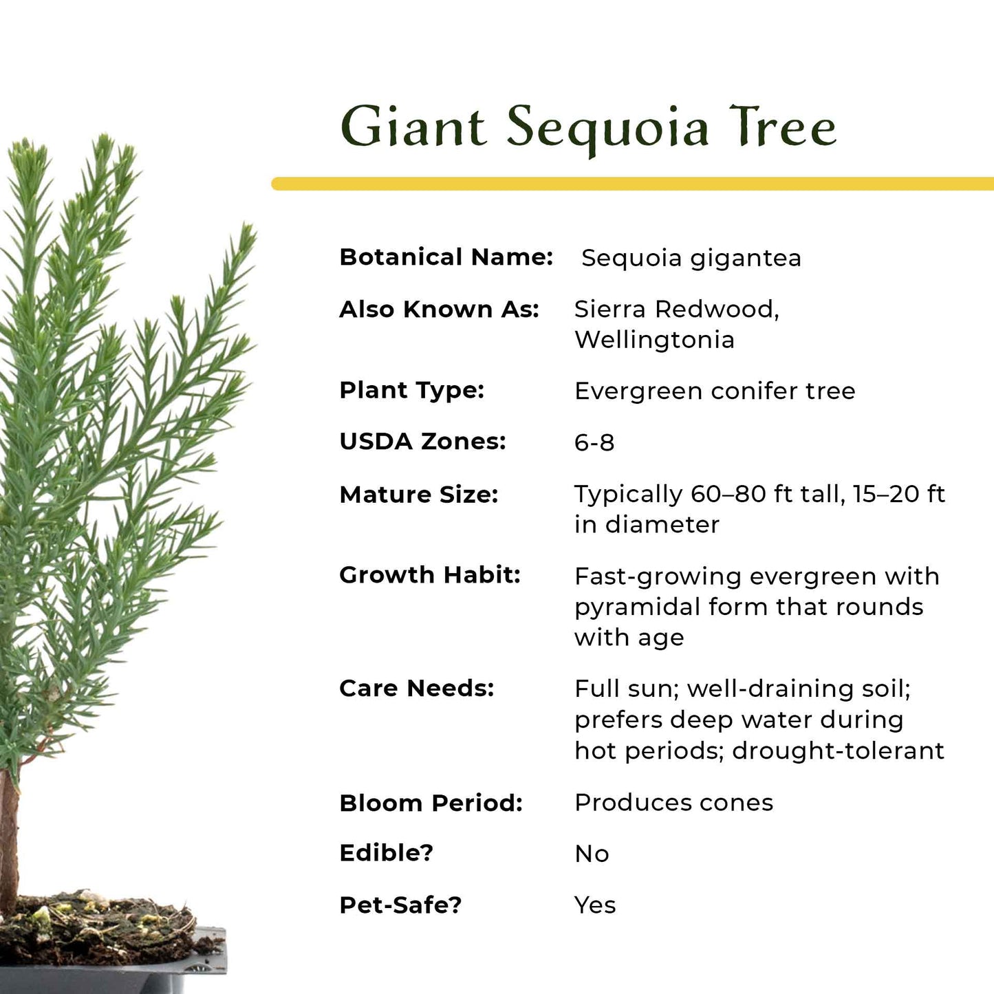 Giant Sequoia Trees in 2.5” Nursery Cubes (Sequoia gigantea)