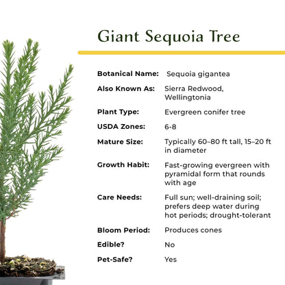 Giant Sequoia Trees in 2.5” Nursery Cubes (Sequoia gigantea)
