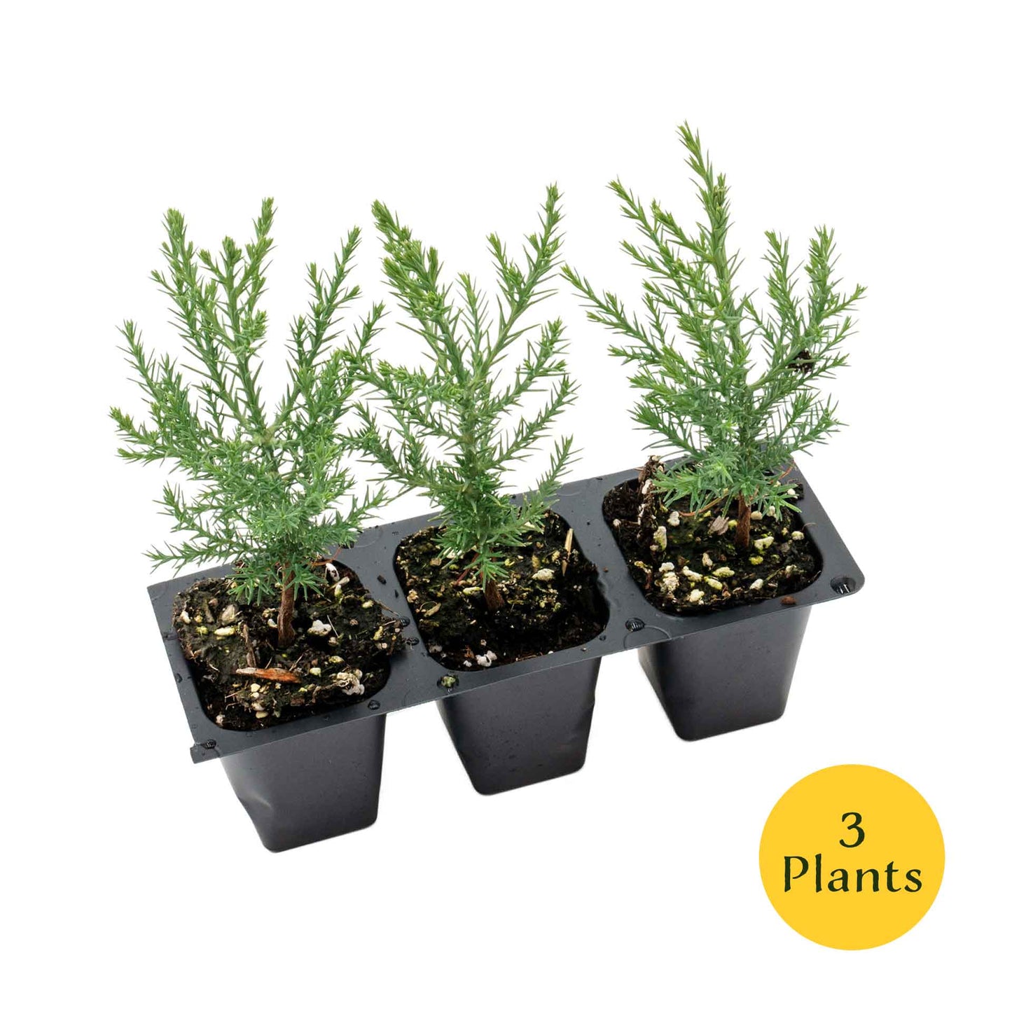 Giant Sequoia Trees in 2.5” Nursery Cubes (Sequoia gigantea)