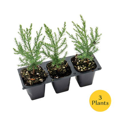 Giant Sequoia Trees in 2.5” Nursery Cubes (Sequoia gigantea)