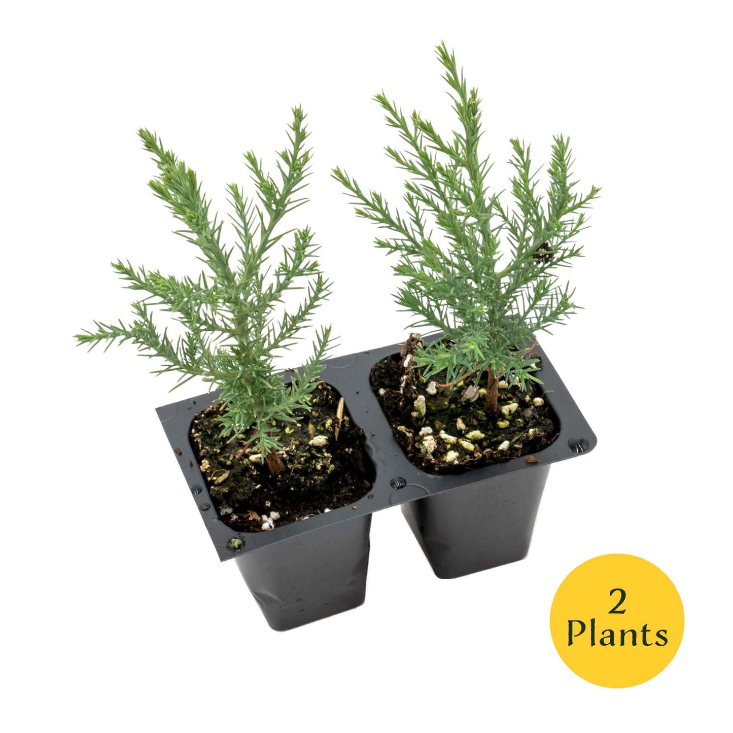 Giant Sequoia Trees in 2.5” Nursery Cubes (Sequoia gigantea)