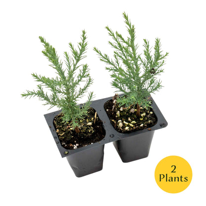 Giant Sequoia Trees in 2.5” Nursery Cubes (Sequoia gigantea)