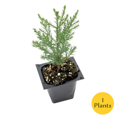 Giant Sequoia Trees in 2.5” Nursery Cubes (Sequoia gigantea)