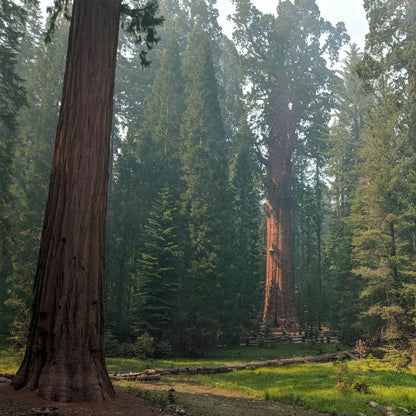 Giant Sequoia Trees in 2.5” Nursery Cubes (Sequoia gigantea)