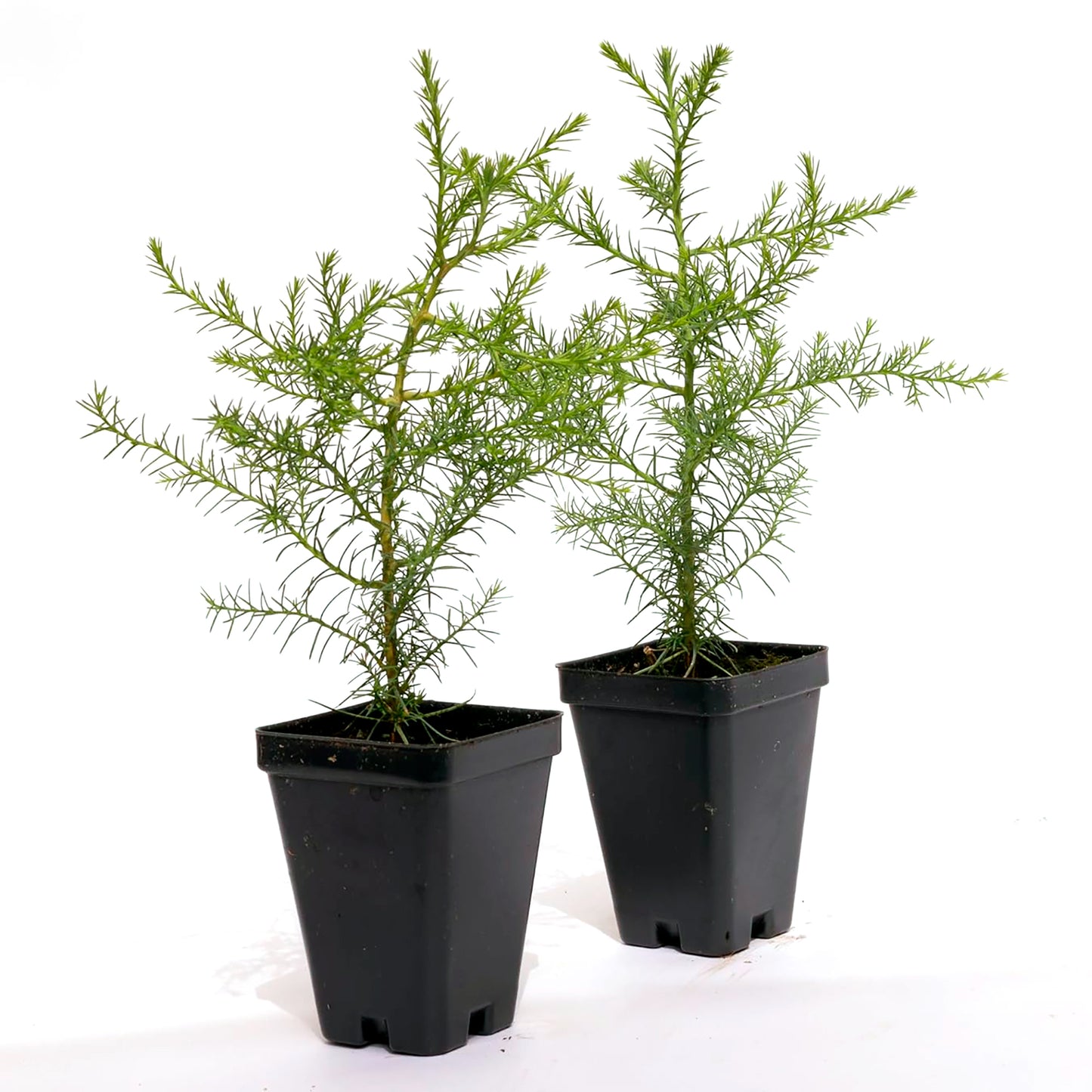 Giant Sequoia Tree | Live Sapling in 2.5 Inch Nursery Cube | Sequoia Gigantea