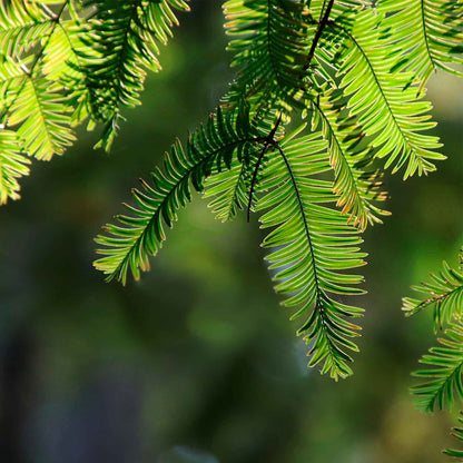 Giant Sequoia Trees in 2.5” Nursery Cubes (Sequoia gigantea)