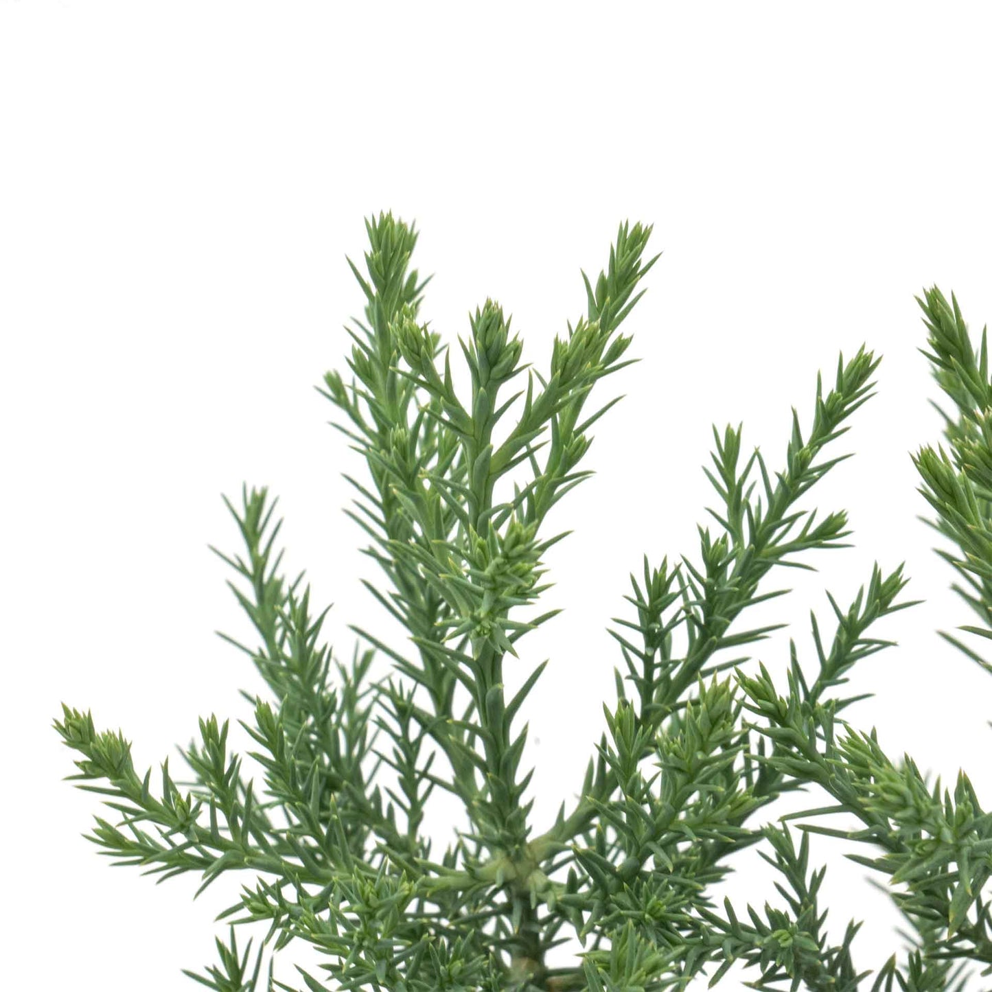 Giant Sequoia Trees in 2.5” Nursery Cubes (Sequoia gigantea)