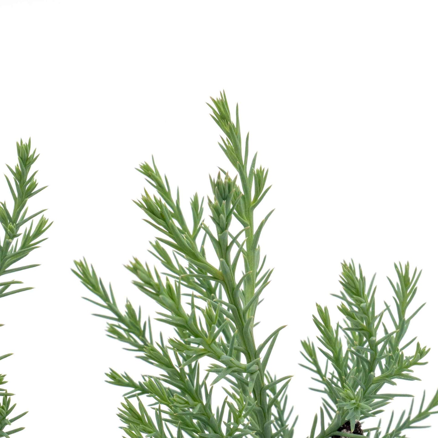 Giant Sequoia Trees in 2.5” Nursery Cubes (Sequoia gigantea)