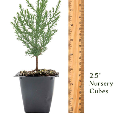 Giant Sequoia Trees in 2.5” Nursery Cubes (Sequoia gigantea)