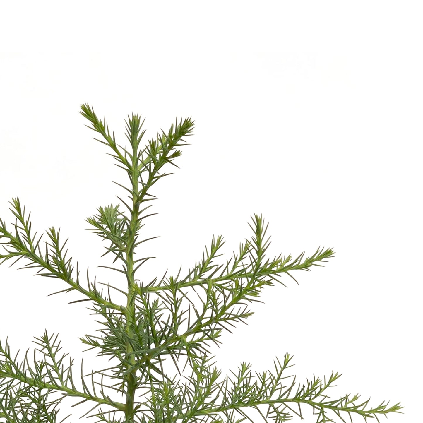 Giant Sequoia Tree | Live Sapling in 2.5 Inch Nursery Cube | Sequoia Gigantea