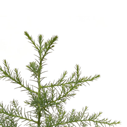Giant Sequoia Tree | Live Sapling in 2.5 Inch Nursery Cube | Sequoia Gigantea