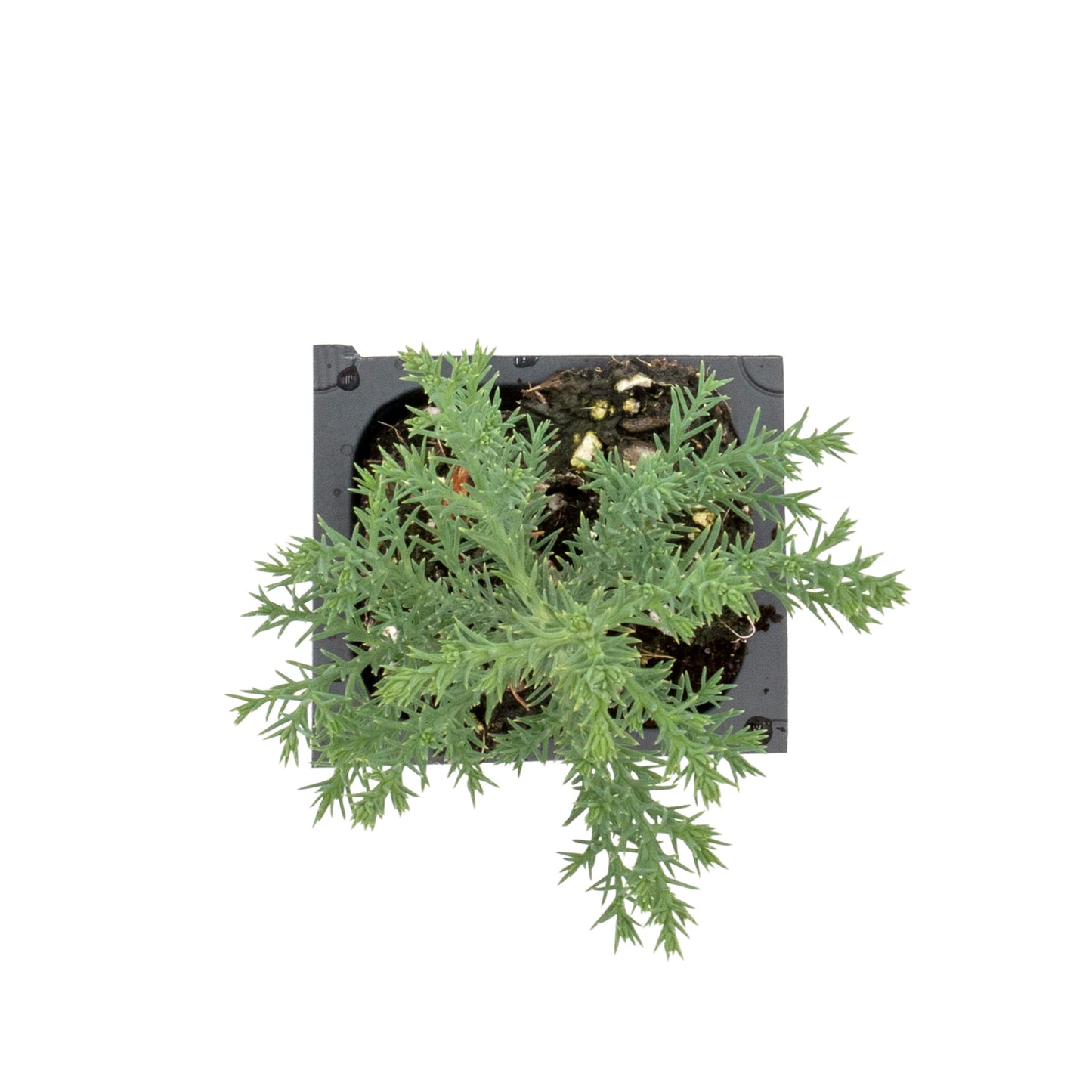 Giant Sequoia Trees in 2.5” Nursery Cubes (Sequoia gigantea)