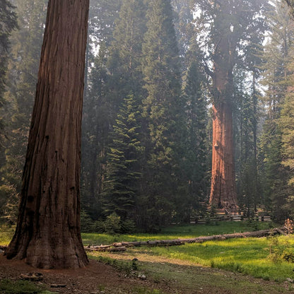 Giant Sequoia Tree | Live Sapling in 2.5 Inch Nursery Cube | Sequoia Gigantea