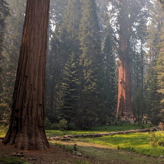 Giant Sequoia Tree | Live Sapling in 2.5 Inch Nursery Cube | Sequoia Gigantea