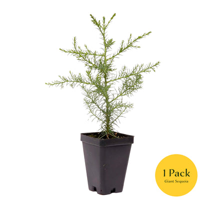 Giant Sequoia Tree | Live Sapling in 2.5 Inch Nursery Cube | Sequoia Gigantea