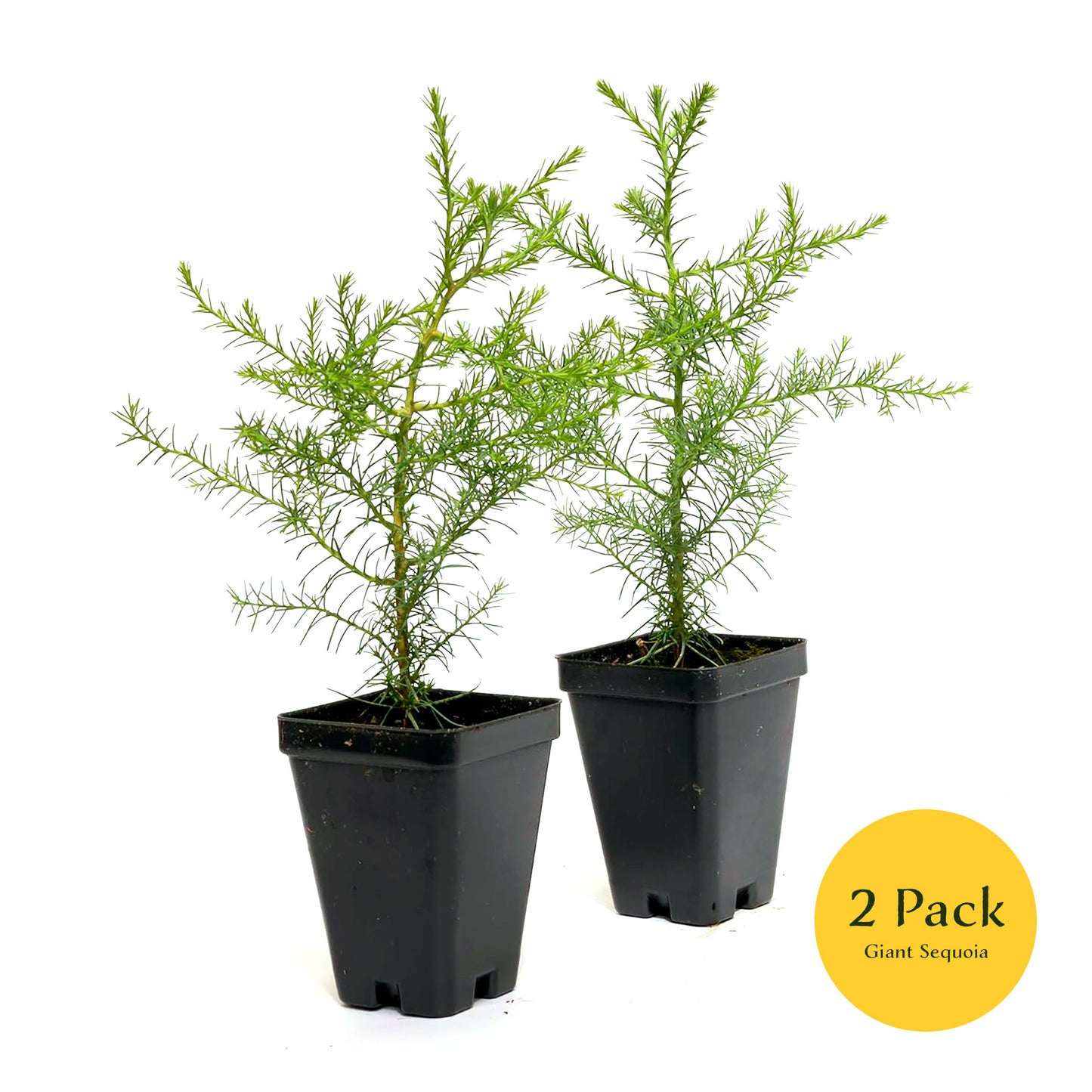 Giant Sequoia Tree | Live Sapling in 2.5 Inch Nursery Cube | Sequoia Gigantea