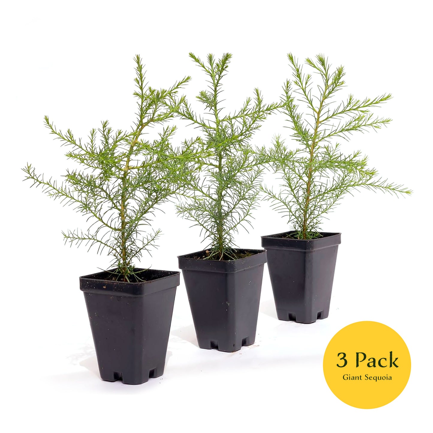 Giant Sequoia Tree | Live Sapling in 2.5 Inch Nursery Cube | Sequoia Gigantea