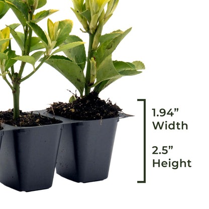 Golden Euonymus | Live Plant in 2.5 Inch Nursery Cube | Japonica ‘Aureo-Marginatus’