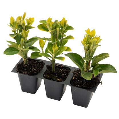 Golden Euonymus | Live Plant in 2.5 Inch Nursery Cube | Japonica ‘Aureo-Marginatus’