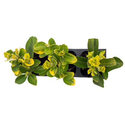Golden Euonymus | Live Plant in 2.5 Inch Nursery Cube | Japonica ‘Aureo-Marginatus’