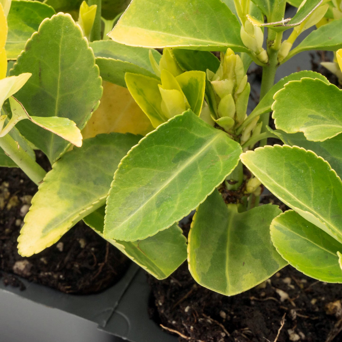 Golden Euonymus | Live Plant in 2.5 Inch Nursery Cube | Japonica ‘Aureo-Marginatus’