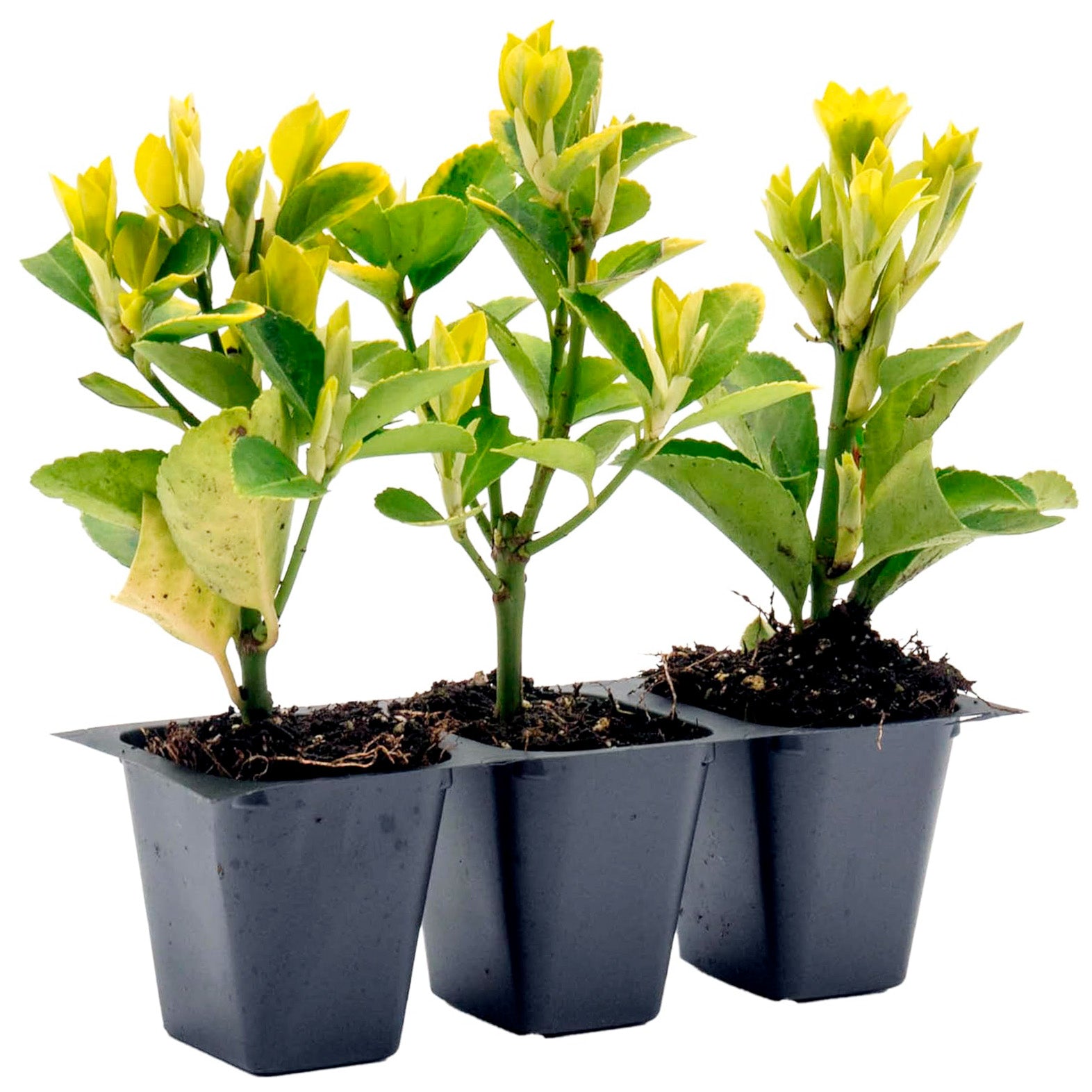 Golden Euonymus | Live Plant in 2.5 Inch Nursery Cube | Japonica ‘Aureo-Marginatus’