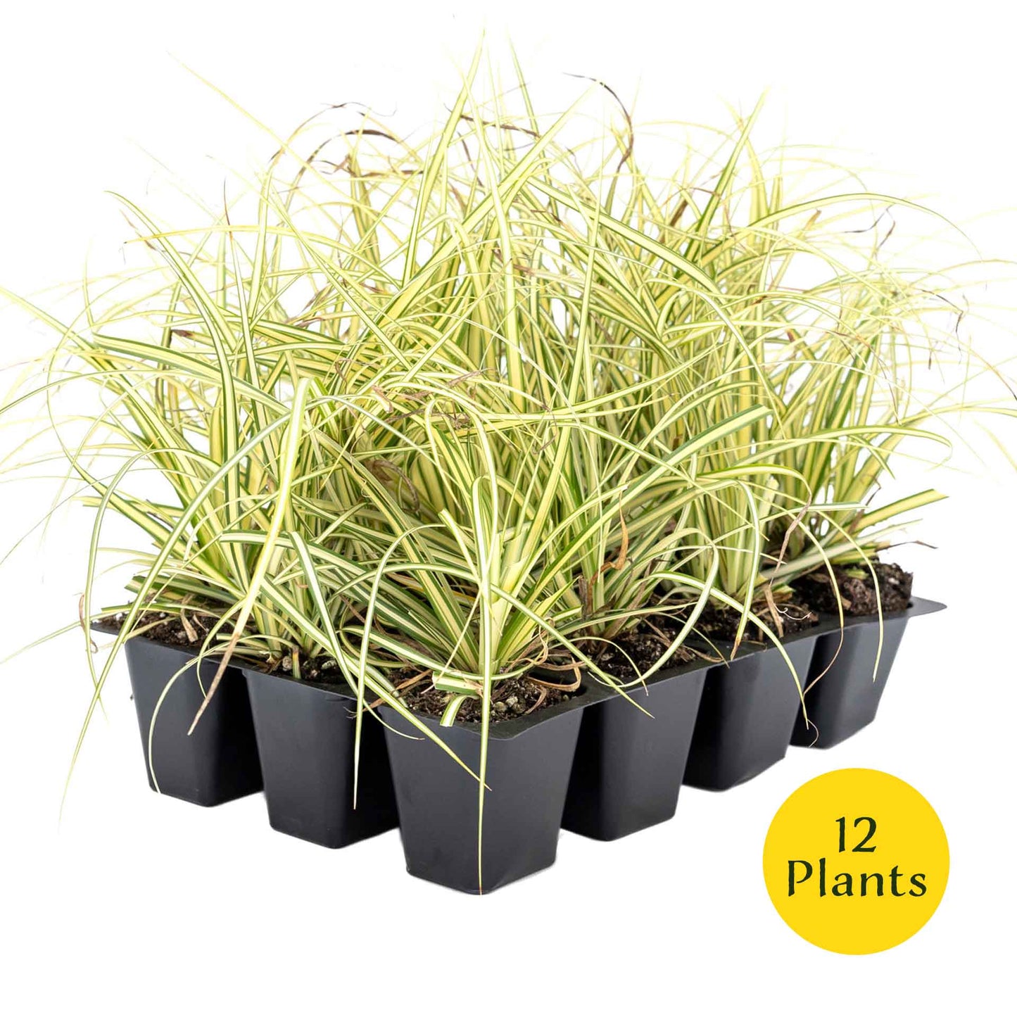 3 Golden Japanese Sedge, Live Plants in 2.5" Cubes (Carex oshimensis 'Evergold') Ornamental Grass with Golden Variegated Evergreen Foliage