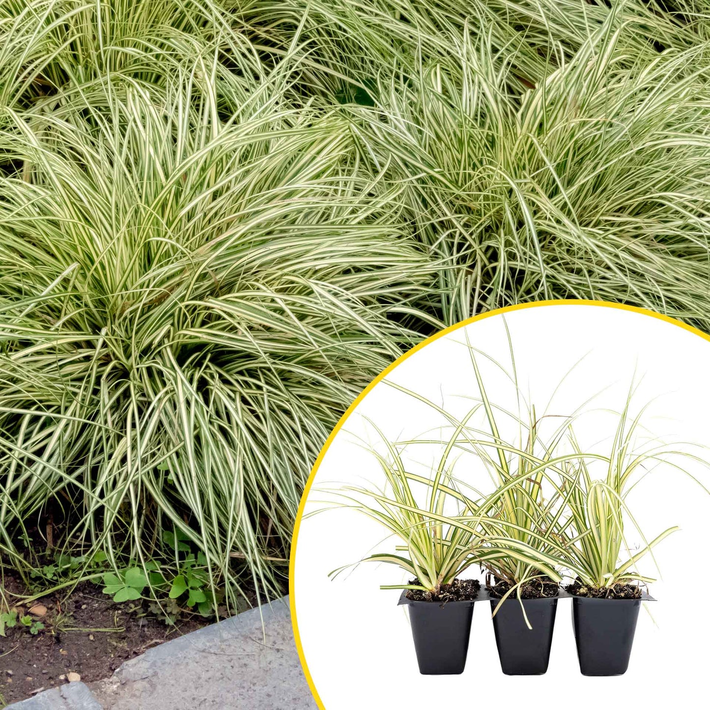 3 Golden Japanese Sedge, Live Plants in 2.5" Cubes (Carex oshimensis 'Evergold') Ornamental Grass with Golden Variegated Evergreen Foliage