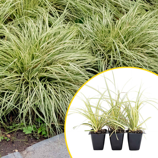 3 Golden Japanese Sedge, Live Plants in 2.5" Cubes (Carex oshimensis 'Evergold') Ornamental Grass with Golden Variegated Evergreen Foliage