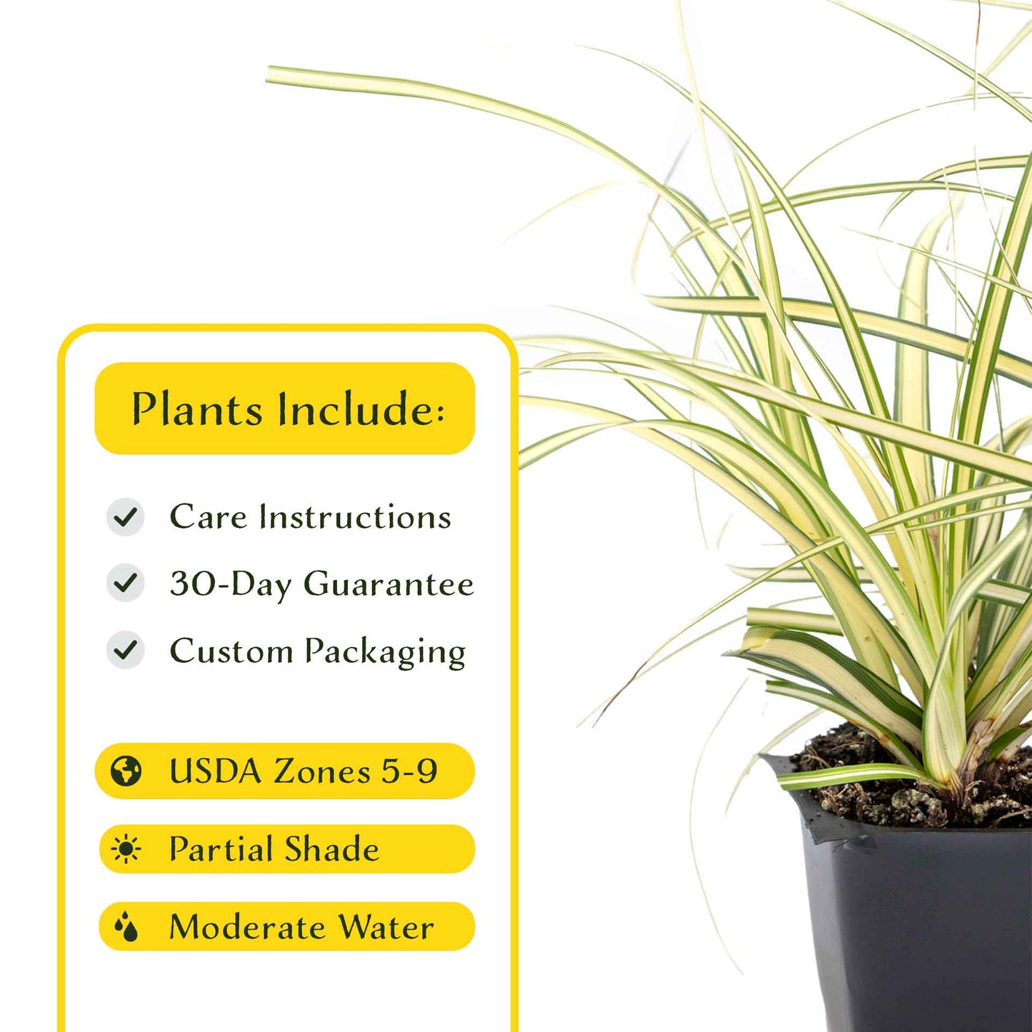 3 Golden Japanese Sedge, Live Plants in 2.5" Cubes (Carex oshimensis 'Evergold') Ornamental Grass with Golden Variegated Evergreen Foliage