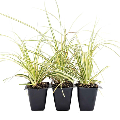3 Golden Japanese Sedge, Live Plants in 2.5" Cubes (Carex oshimensis 'Evergold') Ornamental Grass with Golden Variegated Evergreen Foliage