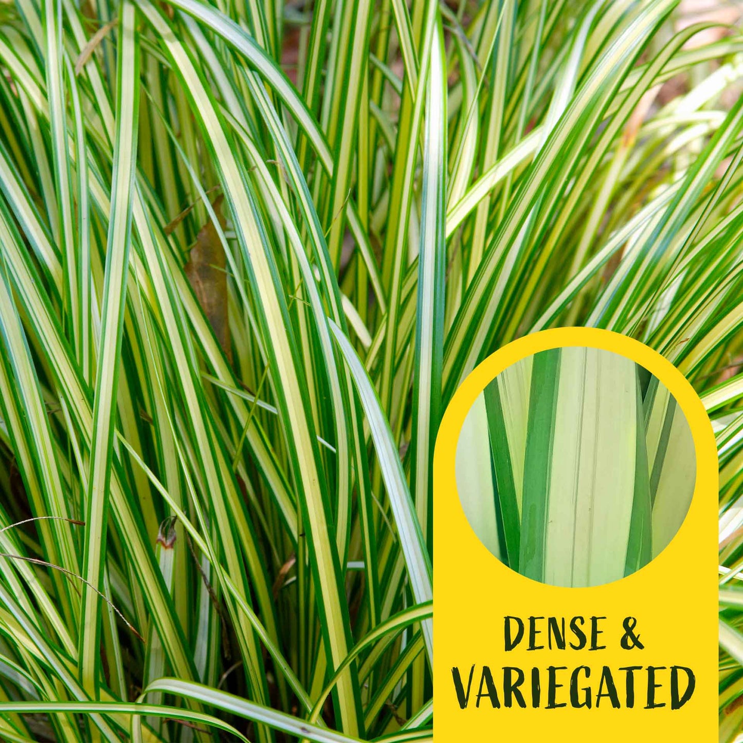 3 Golden Japanese Sedge, Live Plants in 2.5" Cubes (Carex oshimensis 'Evergold') Ornamental Grass with Golden Variegated Evergreen Foliage