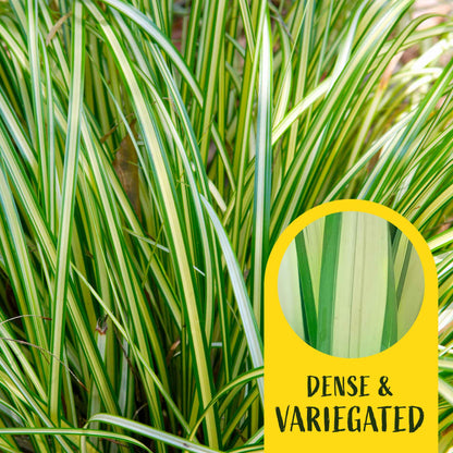 3 Golden Japanese Sedge, Live Plants in 2.5" Cubes (Carex oshimensis 'Evergold') Ornamental Grass with Golden Variegated Evergreen Foliage