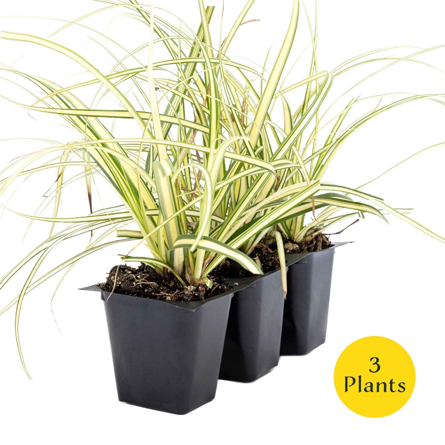 3 Golden Japanese Sedge, Live Plants in 2.5" Cubes (Carex oshimensis 'Evergold') Ornamental Grass with Golden Variegated Evergreen Foliage