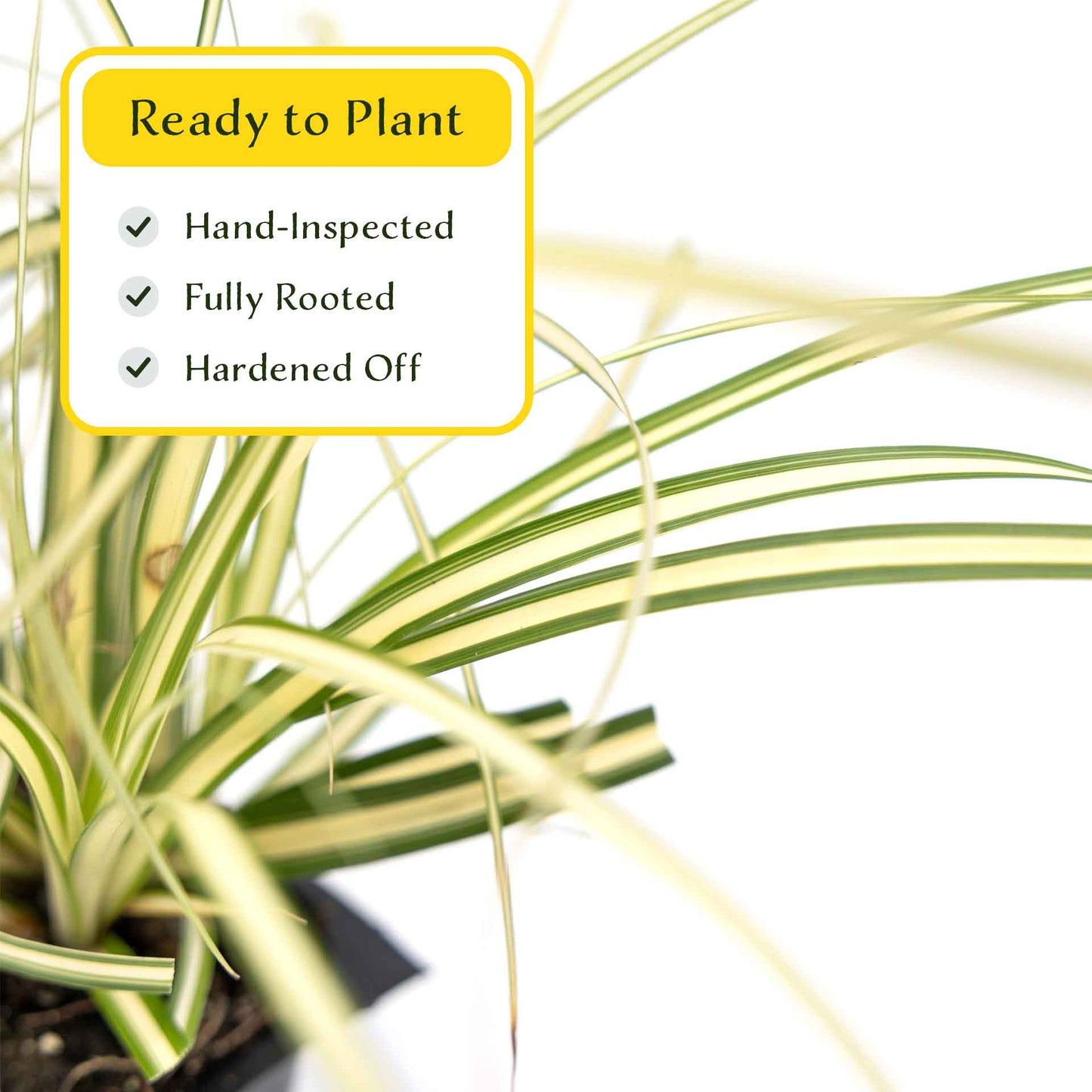 3 Golden Japanese Sedge, Live Plants in 2.5" Cubes (Carex oshimensis 'Evergold') Ornamental Grass with Golden Variegated Evergreen Foliage