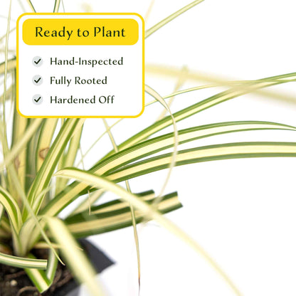 3 Golden Japanese Sedge, Live Plants in 2.5" Cubes (Carex oshimensis 'Evergold') Ornamental Grass with Golden Variegated Evergreen Foliage