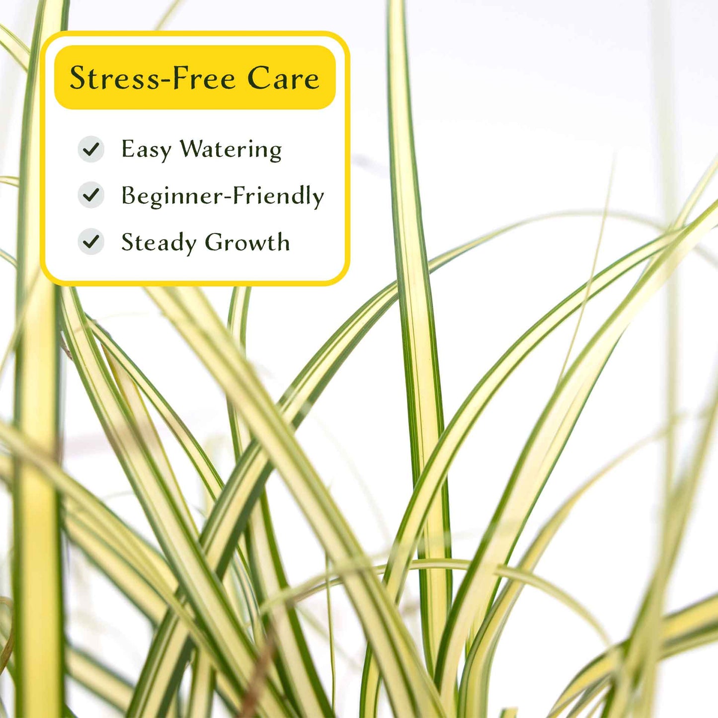 3 Golden Japanese Sedge, Live Plants in 2.5" Cubes (Carex oshimensis 'Evergold') Ornamental Grass with Golden Variegated Evergreen Foliage