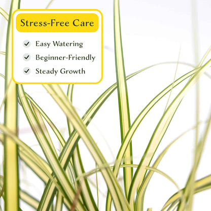 3 Golden Japanese Sedge, Live Plants in 2.5" Cubes (Carex oshimensis 'Evergold') Ornamental Grass with Golden Variegated Evergreen Foliage