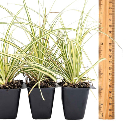 3 Golden Japanese Sedge, Live Plants in 2.5" Cubes (Carex oshimensis 'Evergold') Ornamental Grass with Golden Variegated Evergreen Foliage