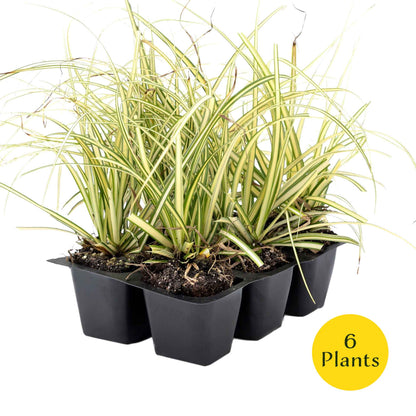 3 Golden Japanese Sedge, Live Plants in 2.5" Cubes (Carex oshimensis 'Evergold') Ornamental Grass with Golden Variegated Evergreen Foliage