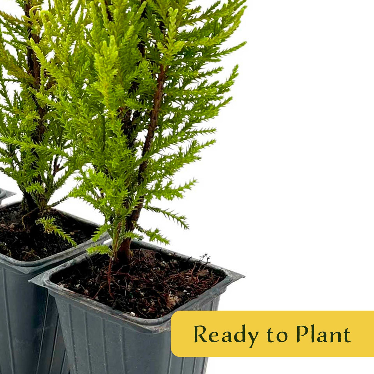 2 Golden Lemon Cypress – Upright Aromatic Golden Evergreen Conifer Tree for Tall Hedges, Accents & Containers (Cupressus macrocarpa ‘Wilma’)