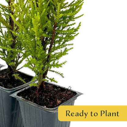 2 Golden Lemon Cypress – Upright Aromatic Golden Evergreen Conifer Tree for Tall Hedges, Accents & Containers (Cupressus macrocarpa ‘Wilma’)