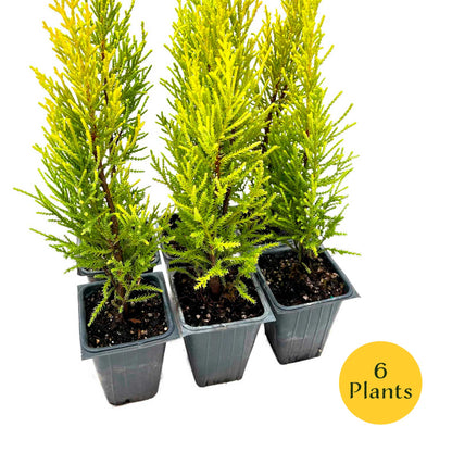 2 Golden Lemon Cypress – Upright Aromatic Golden Evergreen Conifer Tree for Tall Hedges, Accents & Containers (Cupressus macrocarpa ‘Wilma’)