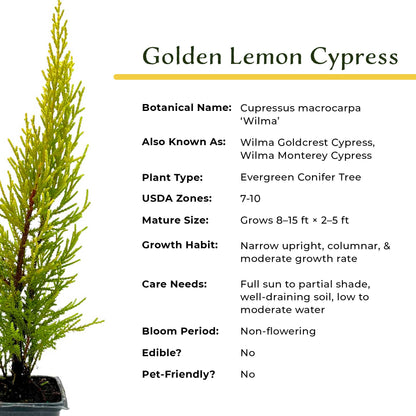 2 Golden Lemon Cypress – Upright Aromatic Golden Evergreen Conifer Tree for Tall Hedges, Accents & Containers (Cupressus macrocarpa ‘Wilma’)